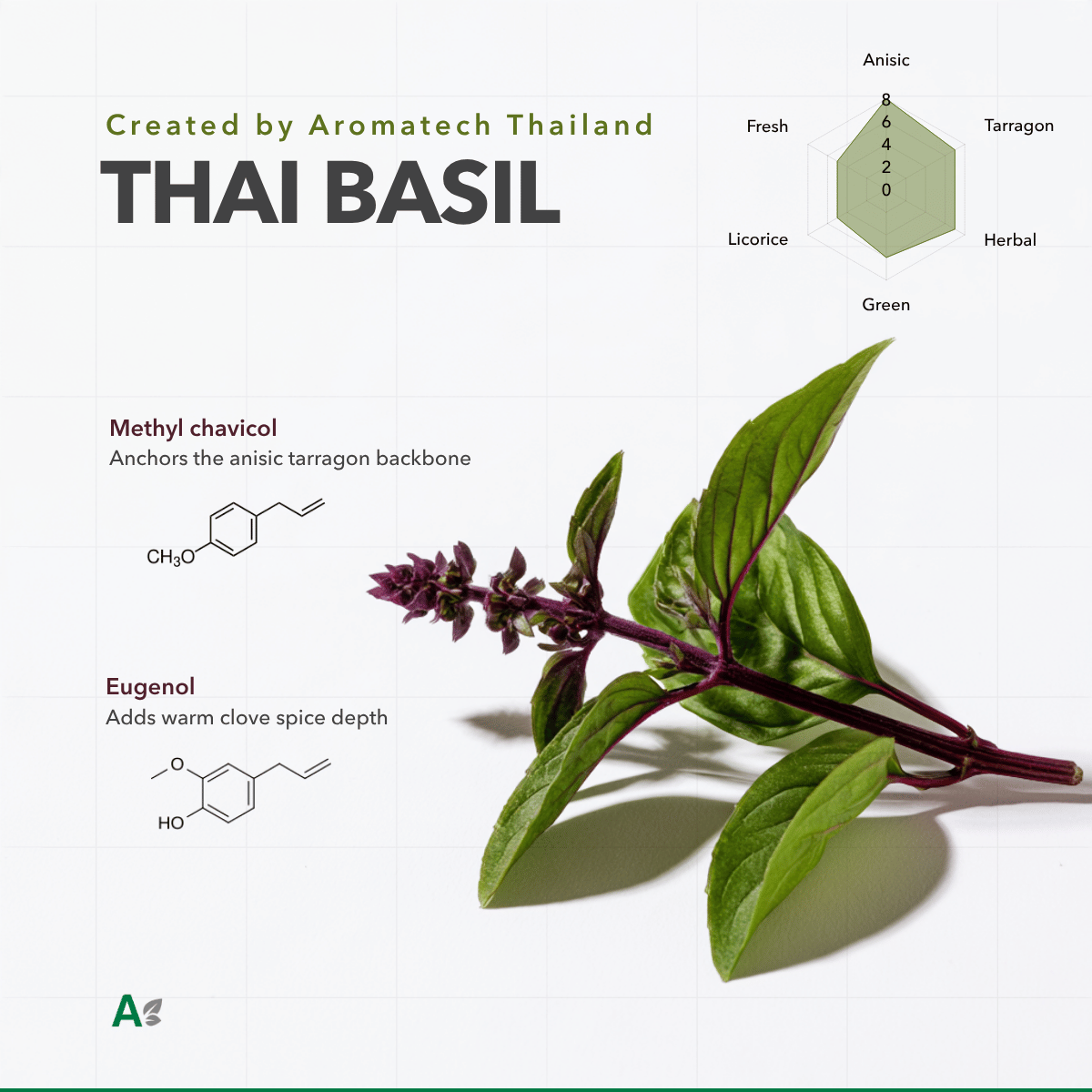 Sabor natural de albahaca tailandesa
